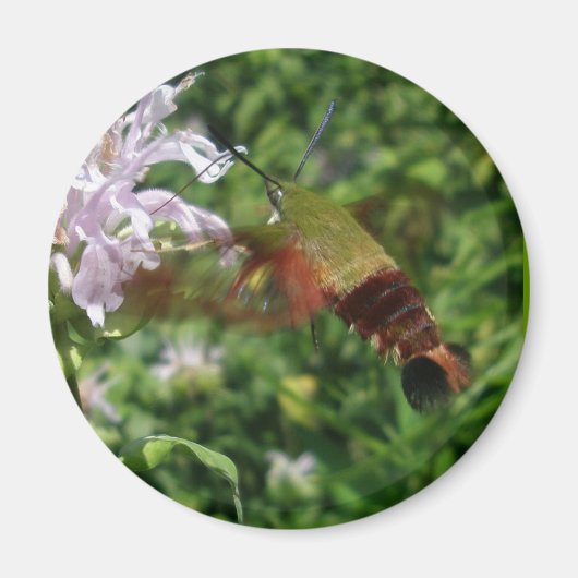 Hummingbird Clear Wing Moth Coordinating Items Magneet (Voorkant)