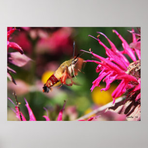 Hummingbird Clearing & Bee Balm 2 Poster