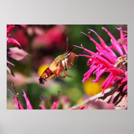 Hummingbird Clearing & Bee Balm 2 Poster (Voorkant)