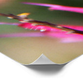 Hummingbird Clearing & Bee Balm 2 Poster (Hoek)