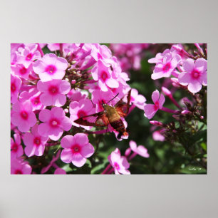 Hummingbird Clearings & Phlox 2 Poster