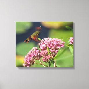 Hummingbird Clearling Moth Canvas Afdruk