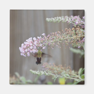 Hummingbird Clearmoth Blank Card Magneet