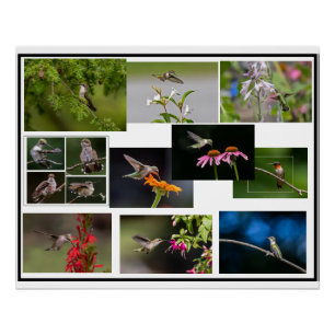 Hummingbird Collage Perfect Poster