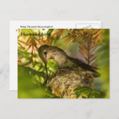 Hummingbird construit un nid- carte postale (Devant / Derrière)