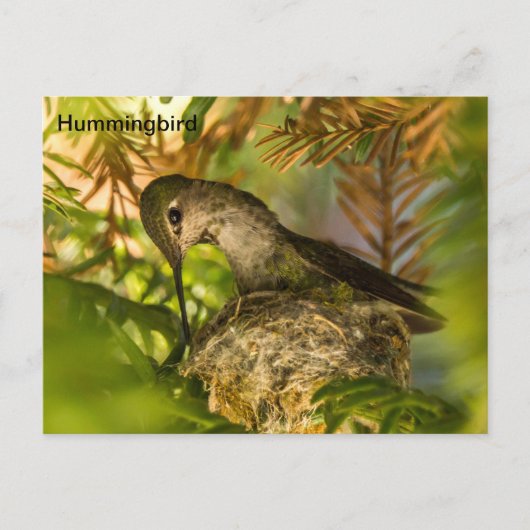 Hummingbird construit un nid- carte postale (Devant)