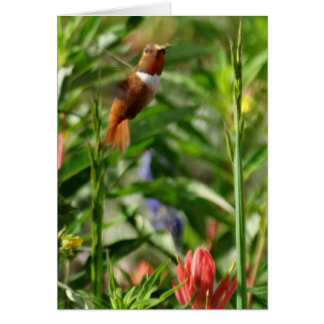 Hummingbird Flowers