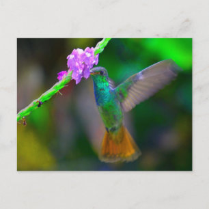 Hummingbird Garden Briefkaart