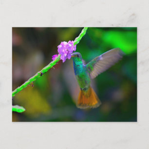 Hummingbird Garden Briefkaart
