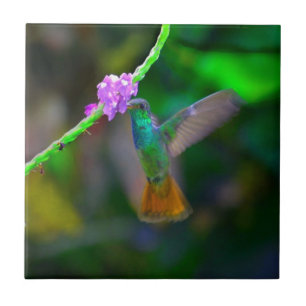 Hummingbird Garden Tegeltje