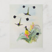 Hummingbird, gegraveerd door Walter en Cohn Briefkaart (Voorkant)