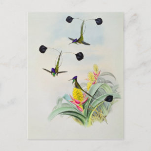 Hummingbird, gegraveerd door Walter en Cohn Briefkaart