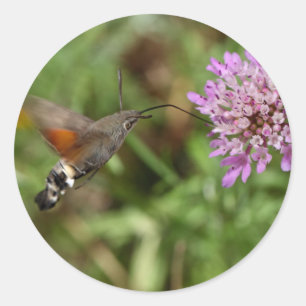 Hummingbird hawk-moth (Macroglossum stellatarum) Ronde Sticker