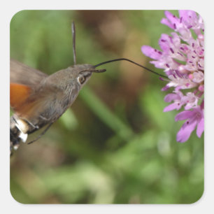 Hummingbird hawk-moth (Macroglossum stellatarum) Vierkante Sticker