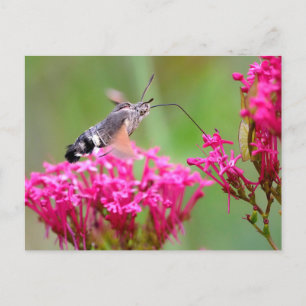 Hummingbird Hawk-moth-vlinder tijdens de vlucht Feestdagenkaart