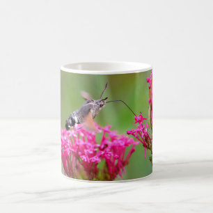 Hummingbird Hawk-moth-vlinder tijdens de vlucht Koffiemok
