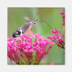 Hummingbird Hawk-moth-vlinder tijdens de vlucht Magneet