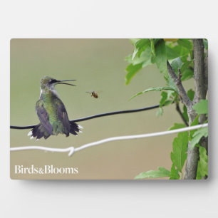 Hummingbird & Honey Bee Fotoplaat