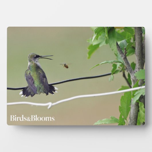 Hummingbird & Honey Bee Fotoplaat (voorkant)