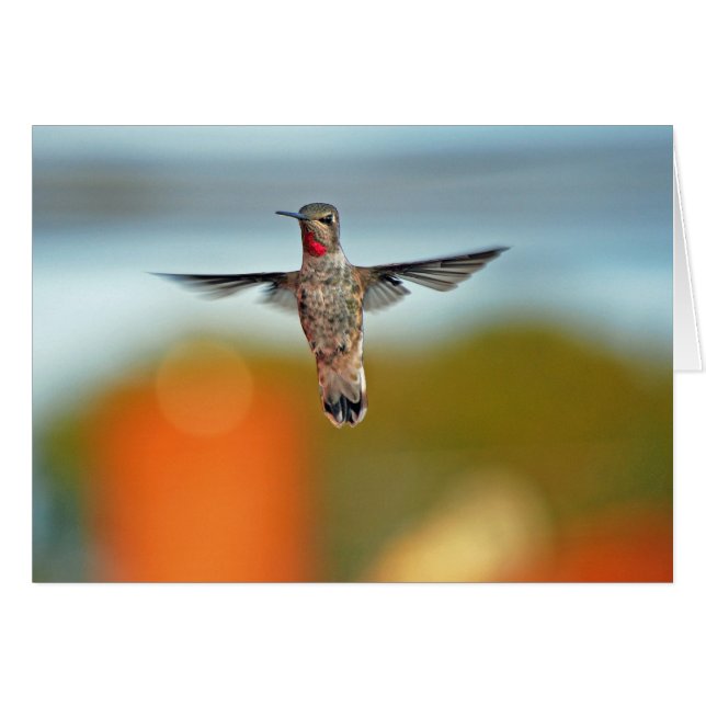 Hummingbird hovering (Voorkant Horizontaal)
