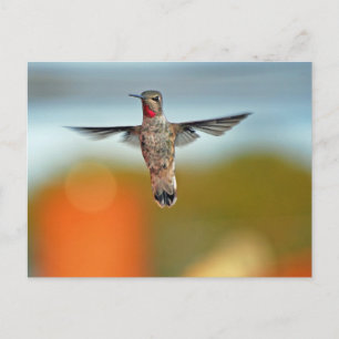 Hummingbird hovering briefkaart