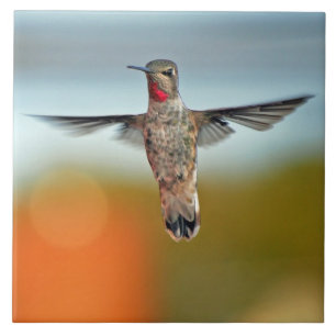 Hummingbird hovering tegeltje