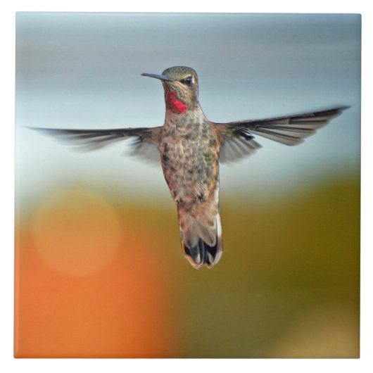 Hummingbird hovering tegeltje (Voorkant)