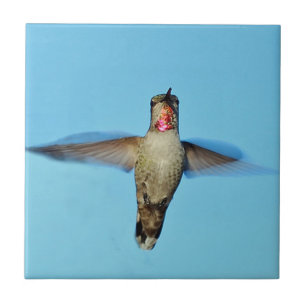 Hummingbird hovering tegeltje
