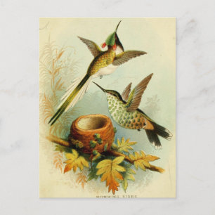  Hummingbird Illustratie Briefkaart