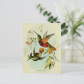  Hummingbird Illustratie Briefkaart (Staand voorkant)