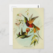  Hummingbird Illustratie Briefkaart (Voorkant / Achterkant)