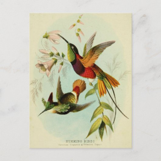  Hummingbird Illustratie Briefkaart (Voorkant)