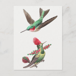  Hummingbird Illustratie Briefkaart