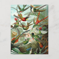 Hummingbird Illustratie