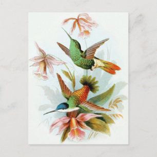  Hummingbird Illustratie Briefkaart