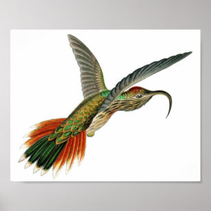 Hummingbird Illustratie Poster
