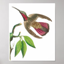 Hummingbird Illustratie