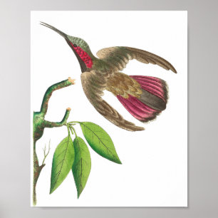  Hummingbird Illustratie Poster