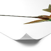  Hummingbird Illustratie Poster (Hoek)