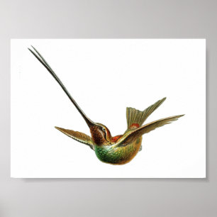  Hummingbird Illustratie Poster