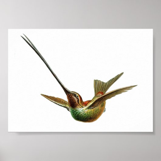  Hummingbird Illustratie Poster (Voorkant)