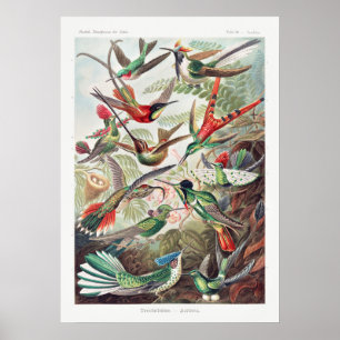  Hummingbird Illustratie Poster