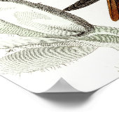  Hummingbird Illustration - 1800's Birds Poster (Hoek)