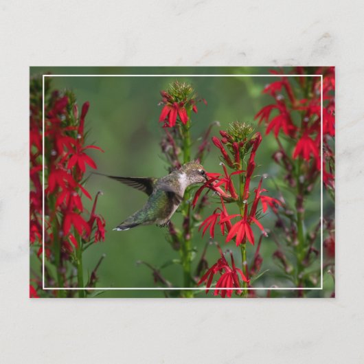 Hummingbird in de luchtkussentel briefkaart (Voorkant)