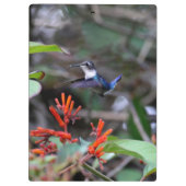 Hummingbird in Flight and Red Flowers Klembord (Achterkant)