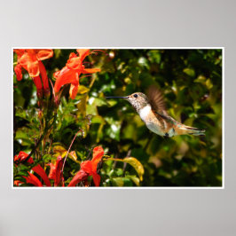 Hummingbird in Flight – Garden Wildlife Photo Poster