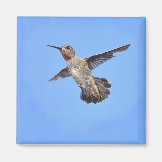 Hummingbird in Flight Magnet Magneet (Voorkant)