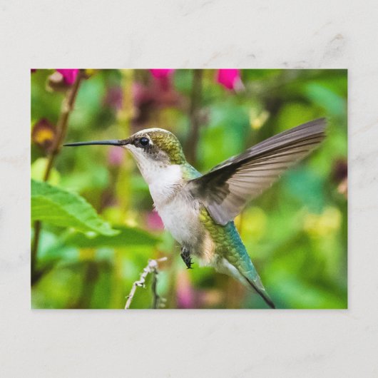 Hummingbird in vlucht briefkaart (Voorkant)