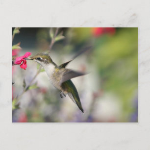 Hummingbird in vlucht briefkaart