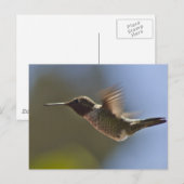 Hummingbird in vlucht briefkaart (Voorkant / Achterkant)